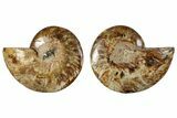 Cut & Polished, Crystal-Filled Ammonite Fossil - Madagascar #292803-1